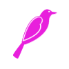 Pink Bird