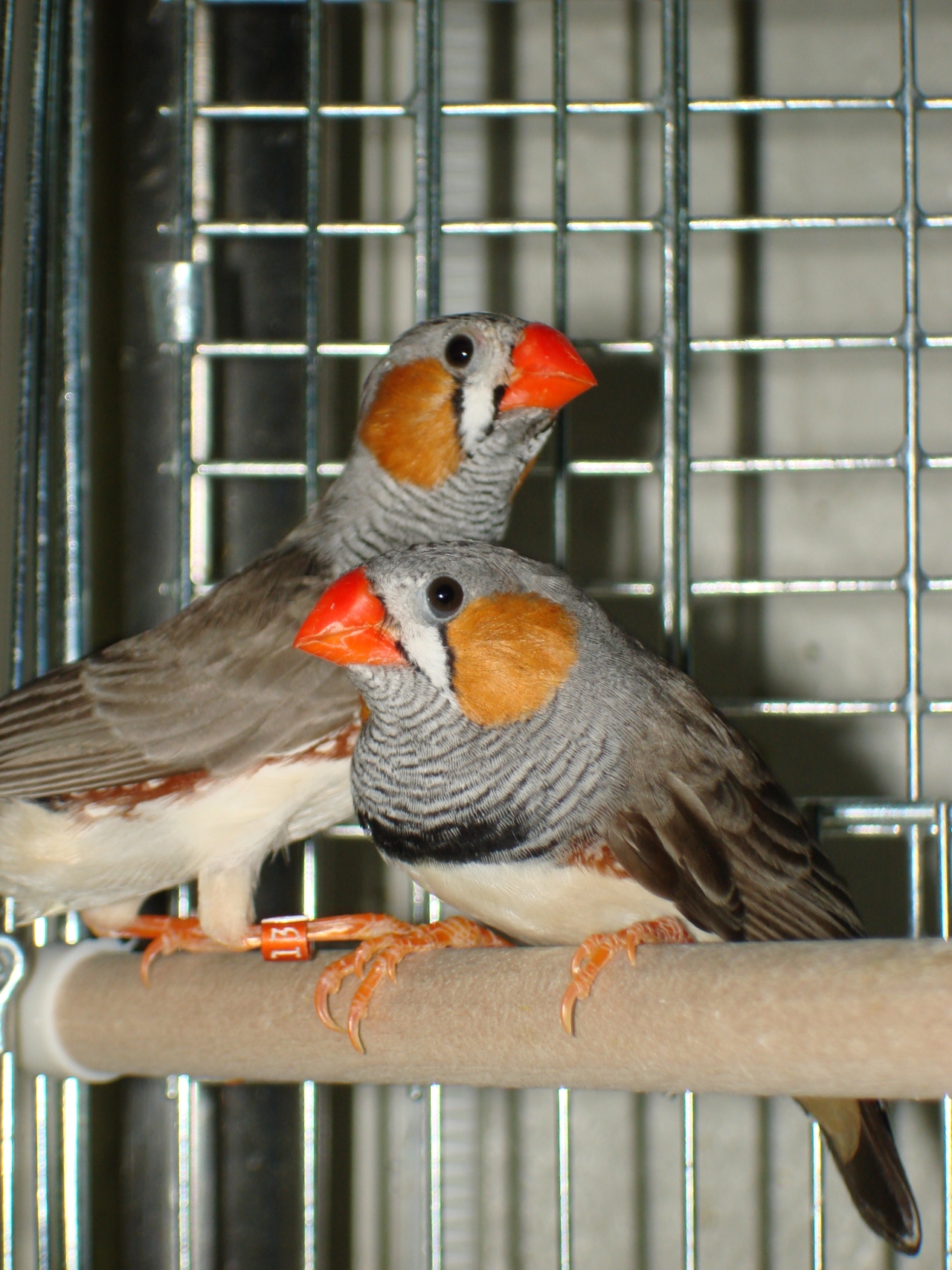 Adult Zebra Finches
